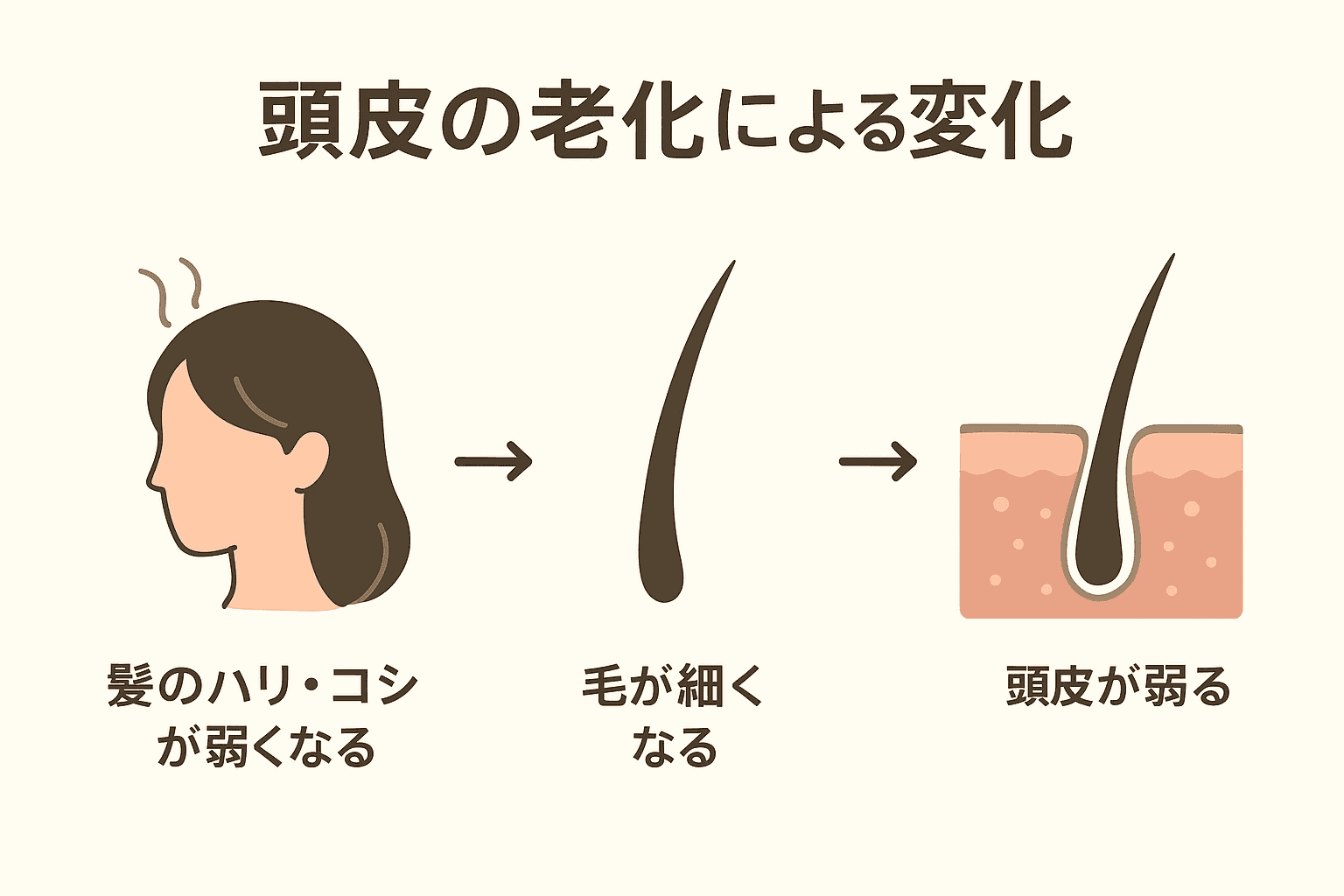 頭皮の老化による変化(髪のハリ・コシの低下、細毛化、頭皮の弱り)を示す図版
